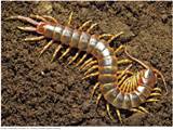 Centipede