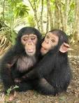 Chimps
