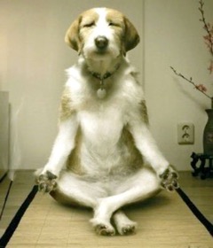 Family Dog