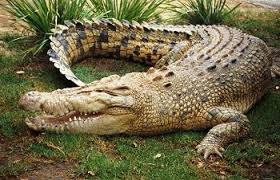 croc
