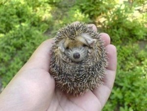 Hedgehog
