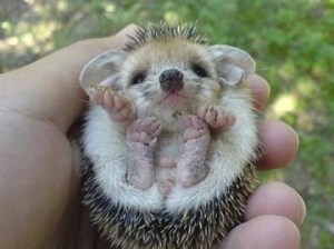 hedgehog2