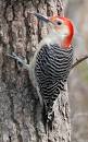 Woodpecker 2