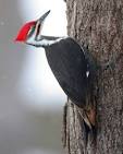 Woodpecker