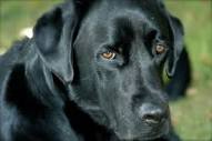 Black Lab