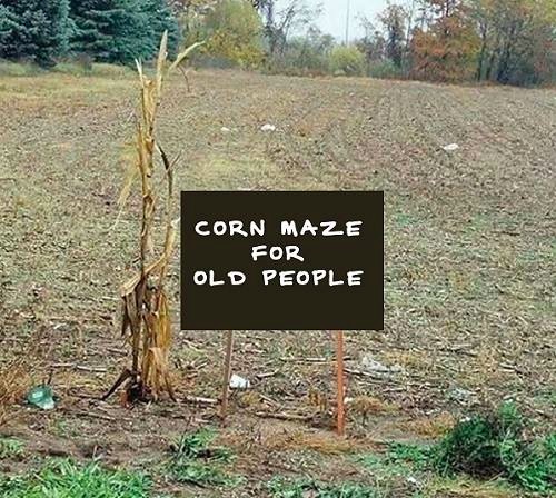 corn-maze