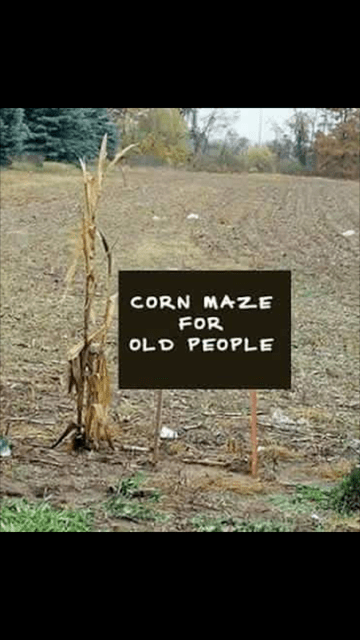 corn-maze