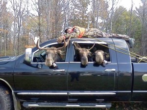 moose