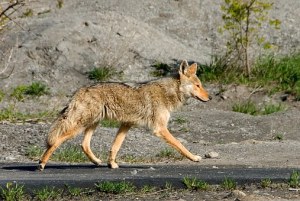 coyote-1820__340