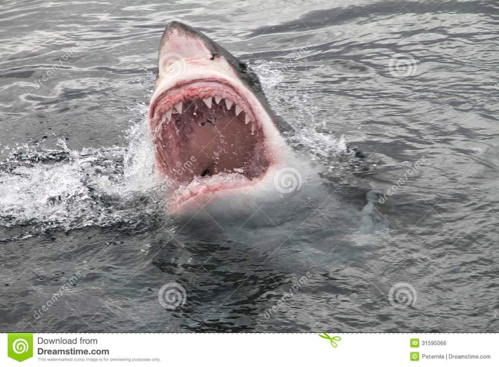 Bonus Day Brightener – Why Do Sharks Circle? | Loren Berg's Blog